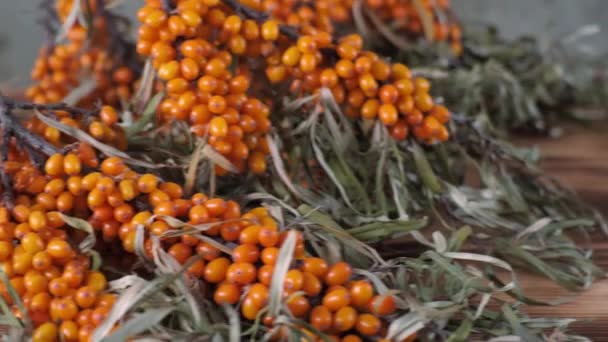 Collection of Sea buckthorn bush. Buckthorn berries on the bush. big orange color Soapberry berries. Ripe Buffaloberry Harvesting. wooden and concrete background. — Stock Video