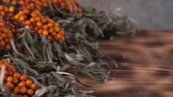 Collection of Sea buckthorn bush. Buckthorn berries on the bush. big orange color Soapberry berries. Ripe Buffaloberry Harvesting. wooden and concrete background. — Stock Video