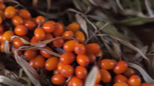 Collection of Sea buckthorn bush. Buckthorn berries on the bush. big orange color Soapberry berries. Ripe Buffaloberry Harvesting. wooden and concrete background. close up — Stock Video