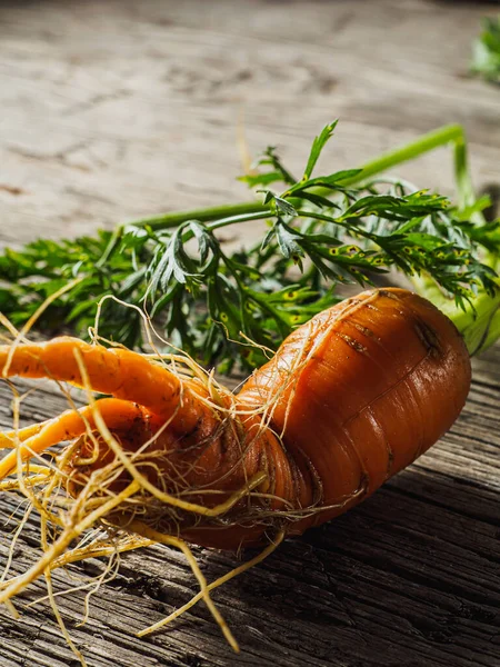 Ugly orange carrots green foliage fresh harvest on a wooden surface. Vertical — Stockfoto