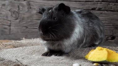 Gine domuzu çuval bezinde oturur. Eski ahşap arka plan. Kameraya bakıyorum. 4k.