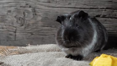 Gine domuzu çuval bezinde oturur. Eski ahşap arka plan. Kameraya bakıyorum. 4k.