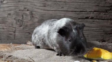 Gine domuzu çuval bezinde oturur. Eski ahşap arka plan. Kameraya bakıyorum. 4k.