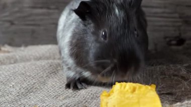 Gine domuzu çuval bezinde oturur. Eski ahşap arka plan. Kameraya bakıyorum. 4k.