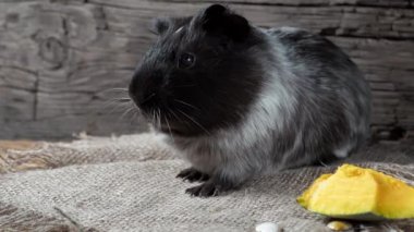 Gine domuzu çuval bezinde oturur. Eski ahşap arka plan. Kameraya bakıyorum. 4k.