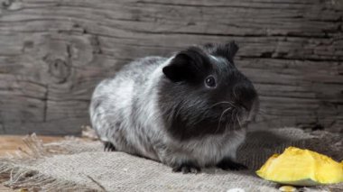 Gine domuzu çuval bezinde oturur. Eski ahşap arka plan. Kameraya bakıyorum. 4k.