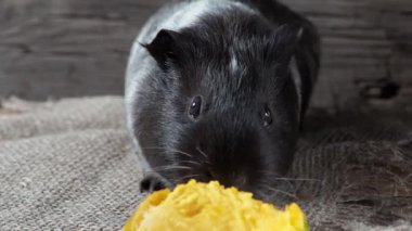 Gine domuzu çuval bezinde oturur. Eski ahşap arka plan. Kameraya bakıyorum. 4k.