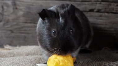 Gine domuzu çuval bezinde oturur. Eski ahşap arka plan. Kameraya bakıyorum. 4k.