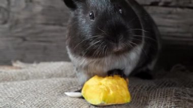 Gine domuzu çuval bezinde oturur. Eski ahşap arka plan. Kameraya bakıyorum. 4k.