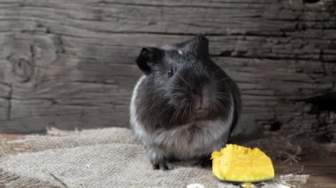 Gine domuzu çuval bezinde oturur. Eski ahşap arka plan. Kameraya bakıyorum. 4k.