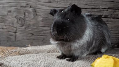 Gine domuzu çuval bezinde oturur. Eski ahşap arka plan. Kameraya bakıyorum. 4k.