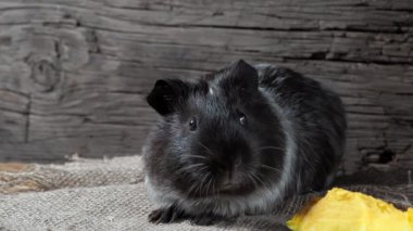 Gine domuzu çuval bezinde oturur. Eski ahşap arka plan. Kameraya bakıyorum. 4k.