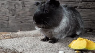 Gine domuzu çuval bezinde oturur. Eski ahşap arka plan. Kameraya bakıyorum. 4k.