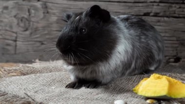 Gine domuzu çuval bezinde oturur. Eski ahşap arka plan. Kameraya bakıyorum. 4k.