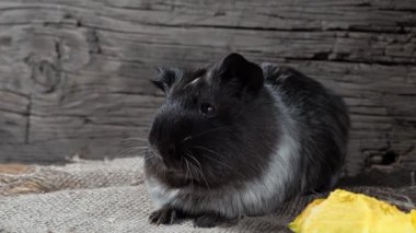 Gine domuzu çuval bezinde oturur. Eski ahşap arka plan. Kameraya bakıyorum. 4k.