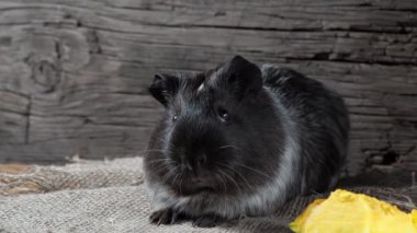 Gine domuzu çuval bezinde oturur. Eski ahşap arka plan. Kameraya bakıyorum. 4k.