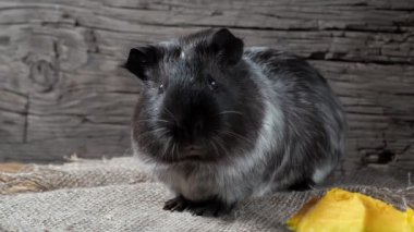 Gine domuzu çuval bezinde oturur. Eski ahşap arka plan. Kameraya bakıyorum. 4k.