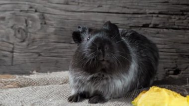 Gine domuzu çuval bezinde oturur. Eski ahşap arka plan. Kameraya bakıyorum. 4k.