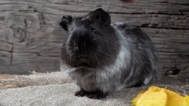 Gine domuzu çuval bezinde oturur. Eski ahşap arka plan. Kameraya bakıyorum. 4k.