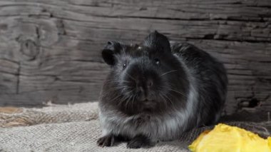 Gine domuzu çuval bezinde oturur. Eski ahşap arka plan. Kameraya bakıyorum. 4k.