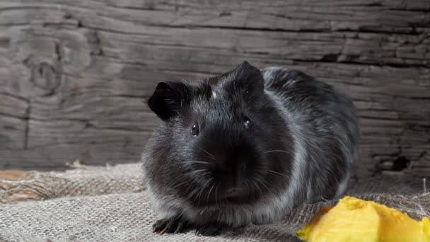 Guinea pig sits on burlap. Old wooden background. Looking into the camera. 4k. — Stock Video