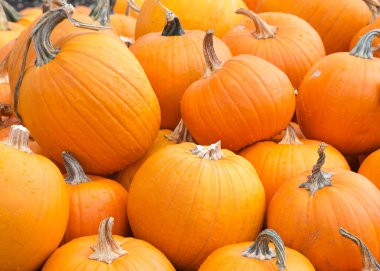 Tarlada istiflenmiş organik balkabağı yığını var. Sonbahar hasadı.