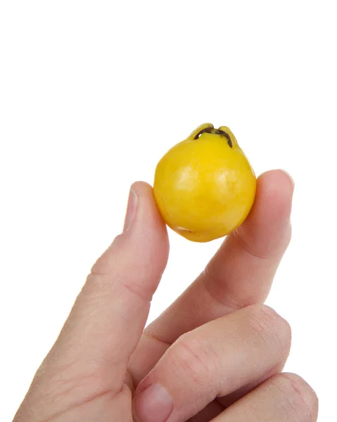 Närbild Honkaukasisk Hand Som Håller Hel Mogen Citronguava Frukt Isolerad — Stockfoto