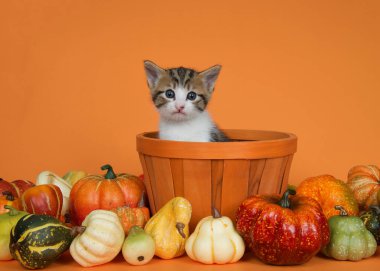 Turuncu bir sepetin içinde turuncu renkli, beyaz, gri ve turuncu kedi yavrusu. Etrafı sonbahar kabağı, balkabağı ve kabaklarıyla çevrili..
