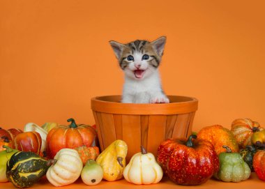 Turuncu bir sepette oturan beyaz, gri ve turuncu kedi yavrusu. Ağzı açık miyavlıyor, sonbahar kabağı, balkabağı ve kabaklarıyla çevrili turuncu bir arka planda..