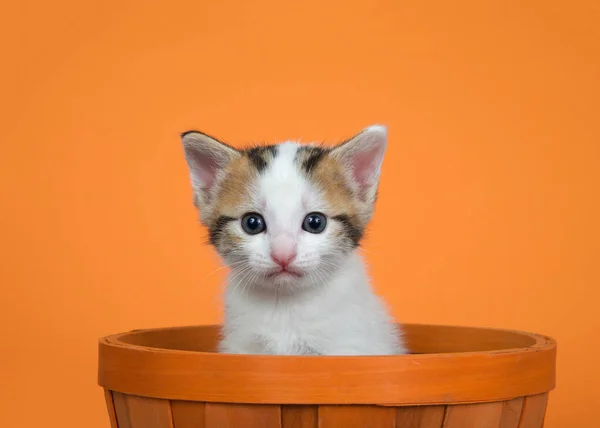 Портрет Трехцветного Белого Серого Оранжевого Котенка Сидящего Оранжевой Плетеной Корзине — стоковое фото