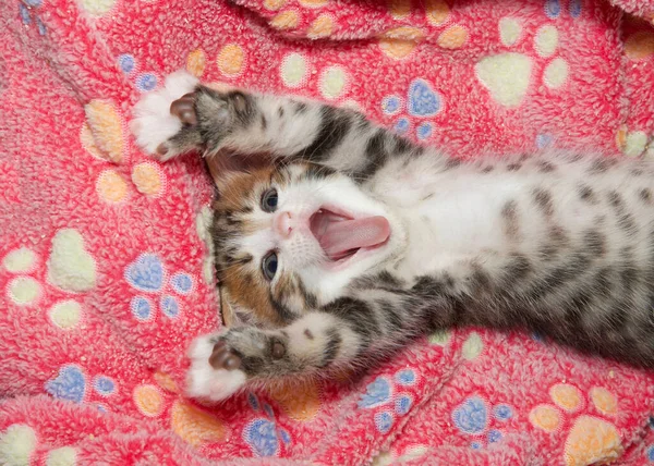 Yukarıdan Pembe Patili Battaniyenin Üzerinde Esneyen Minik Kedi Yavrusuna Bakıyor — Stok fotoğraf