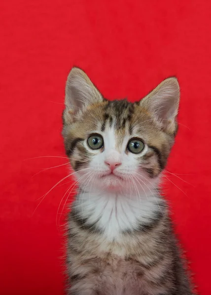 Retrato Adorável Gatinho Tabby Preto Marrom Branco Olhando Diretamente Para — Fotografia de Stock