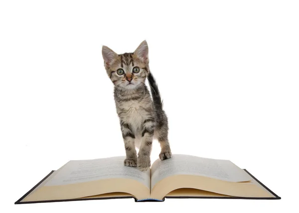 Adorable Gatito Canoso Bronceado Parado Libro Encuadernado Mirando Atentamente Espectador — Foto de Stock