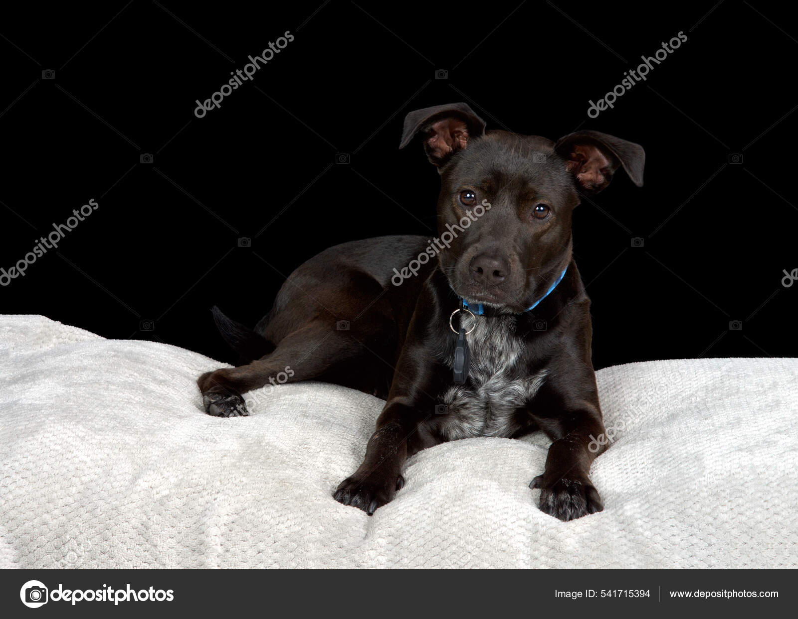Portrait Black Labrador Mix Puppy White Chest Markings Wearing Blue