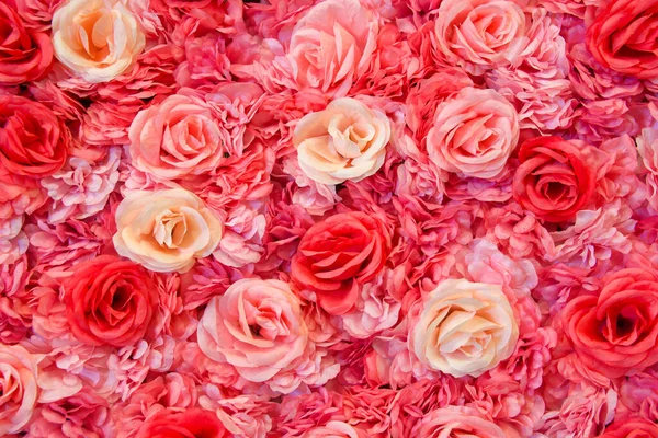 Фон Розового Кремового Цветов Роз — стоковое фото