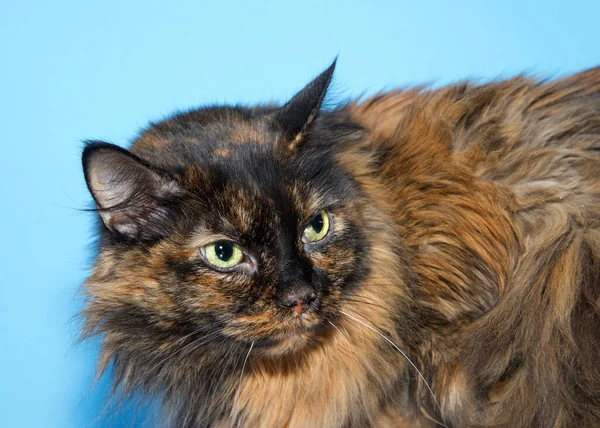 Profil Portrétu Dlouhosrsté Kočičky Která Dívá Diváky Jasně Zelenýma Očima — Stock fotografie
