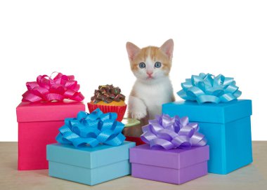 turuncu ve beyaz tekir kedicik çikolatalı vanilyalı kek ile küçük bir masanın yanında oturuyor, renkli hediyelerle çevrili, uyumlu fiyonklarla, beyaz üzerine izole edilmiş.