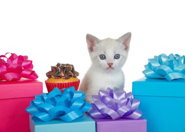 Beyaz, açık siyam işaretli bir kedi yavrusu çikolatalı vanilyalı küçük bir masanın yanında oturuyor. Etrafı renkli hediyelerle çevrili..