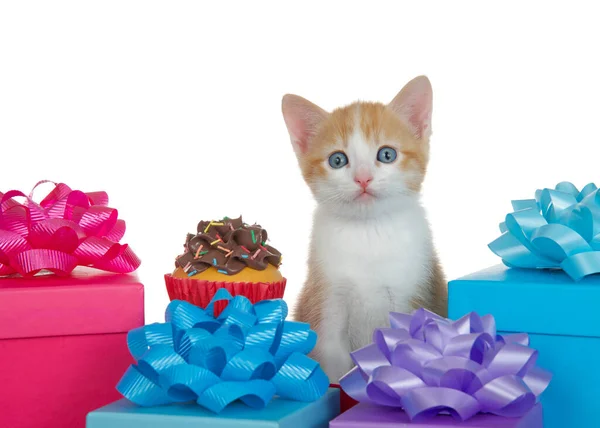 오렌지 고양이와 초콜릿 거품이 바닐라 케익이 테이블 — 스톡 사진