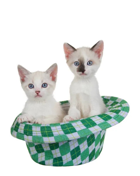 Dois Gatinhos Brancos Siameses Sentados Chapéu Estilo Fedora Xadrez Verde — Fotografia de Stock