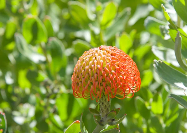 Close Botão Redondo Para Vermelho Laranja Leucospermum Veldfire Almofada Protea — Fotografia de Stock
