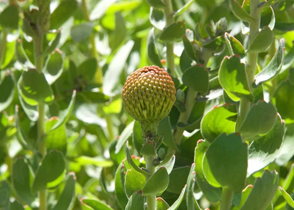 Primer Plano Brote Redondo Para Rojo Naranja Leucospermum Veldfire Alfiletero — Foto de Stock