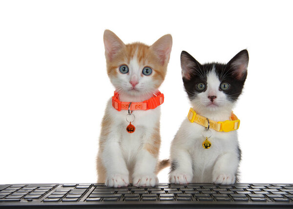 Close up of two kittens wearing bright collars with bells sitting behind a black computer keyboard with front paws on keyboard, looking directly at viewer as if looking at monitor. Isolated.