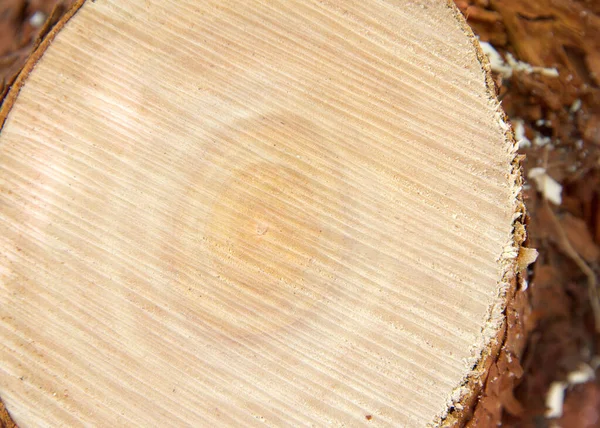 Поперечное Сечение Пня Дерева Кольца Роста Проходящие Через Гребни Резки — стоковое фото