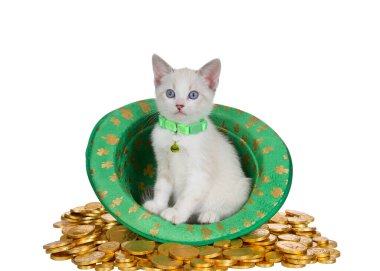 Aziz Patrick Günü temalı yeşil fötr şapkalı yeşil yakalı, altın rengi dört yapraklı yonca takan, yeşil yakalı bir kedi yavrusu. Kedi yavrusu izleyiciye bakıyor.