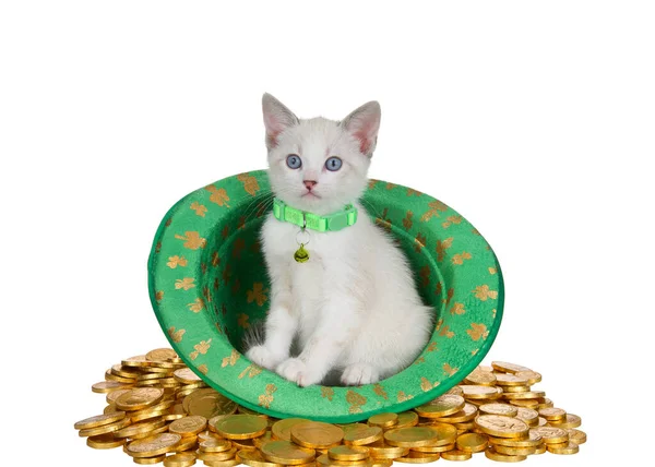 白色暹罗混合小猫 头戴绿色领子 坐在圣帕特里克节的主题绿色菲洛拉风格的帽子上 头戴金色的四叶草 坐在一堆金币上 小猫看着观众 — 图库照片