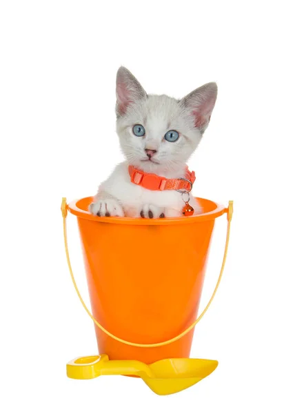 Siamese Mix Kitten Wearing Orange Collar Peeking Out Orange Plastic — стоковое фото
