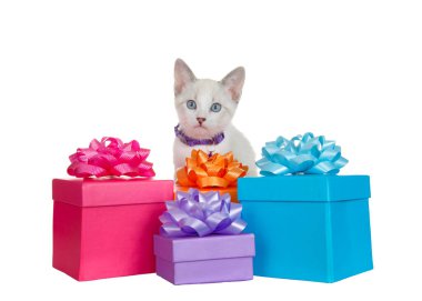 Mor yakalı, çan takan küçük bir Siyam kedisine yakından bakın. Etrafı renkli hediyelerle çevrili ve bembeyaz yay takıyor. Kitty izleyiciye bakıyor..