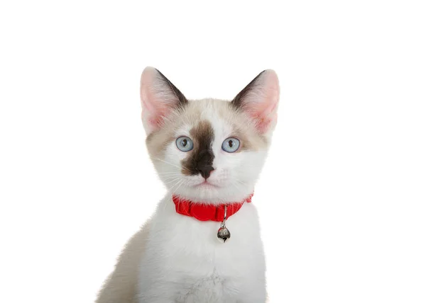 Close Retrato Adorável Branco Preto Siamês Misturar Gatinho Com Olhos — Fotografia de Stock