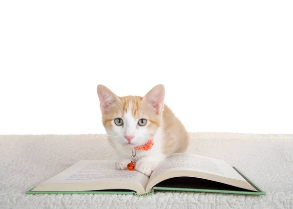 Portrait One Cute Orange White Tabby Kitten Wearing Orange Collar — Foto de Stock